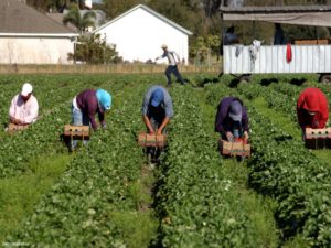 Un grupo de hombres trabajan en la recolecta de fresa en el campo