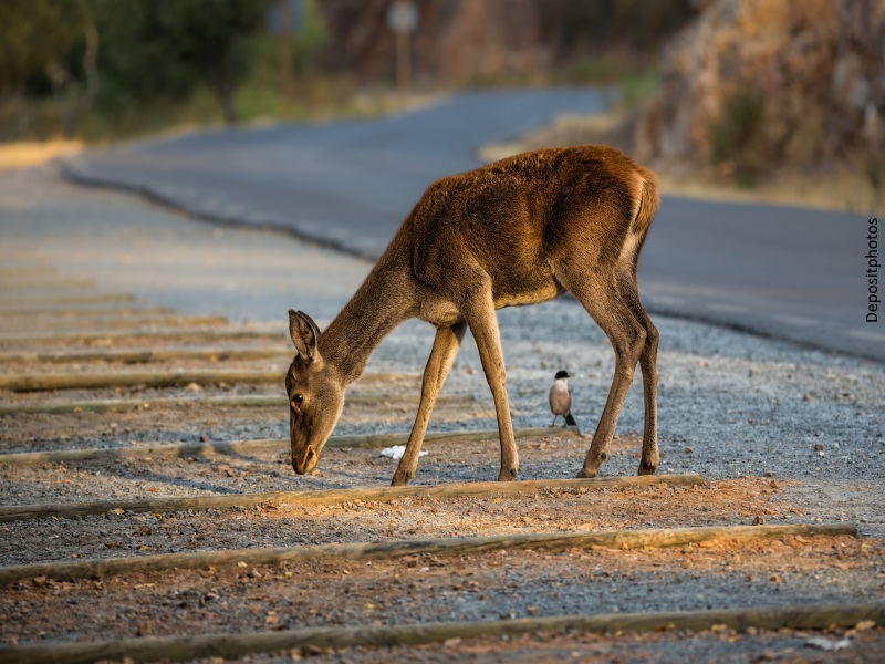 Corzo en el Parque Nacional de Monfragüe (Cáceres)